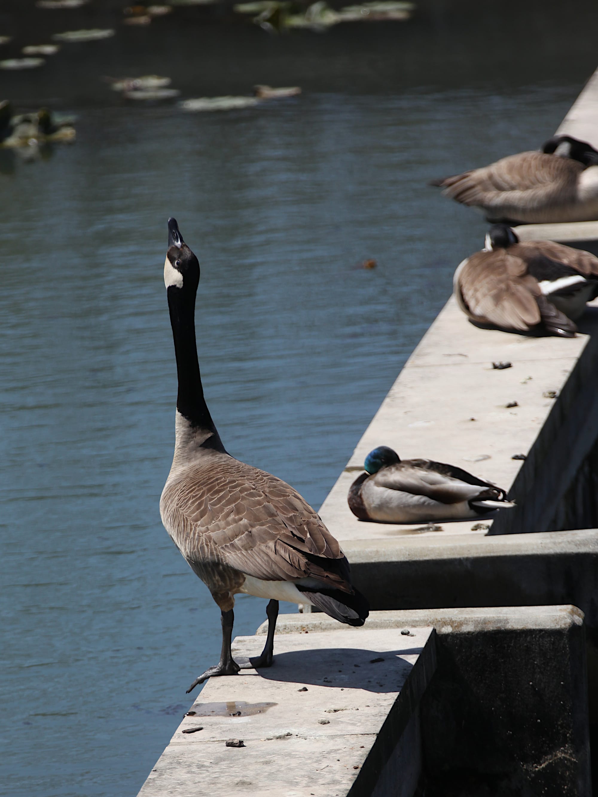 Canada goose sitting on concrete wall looking straight up