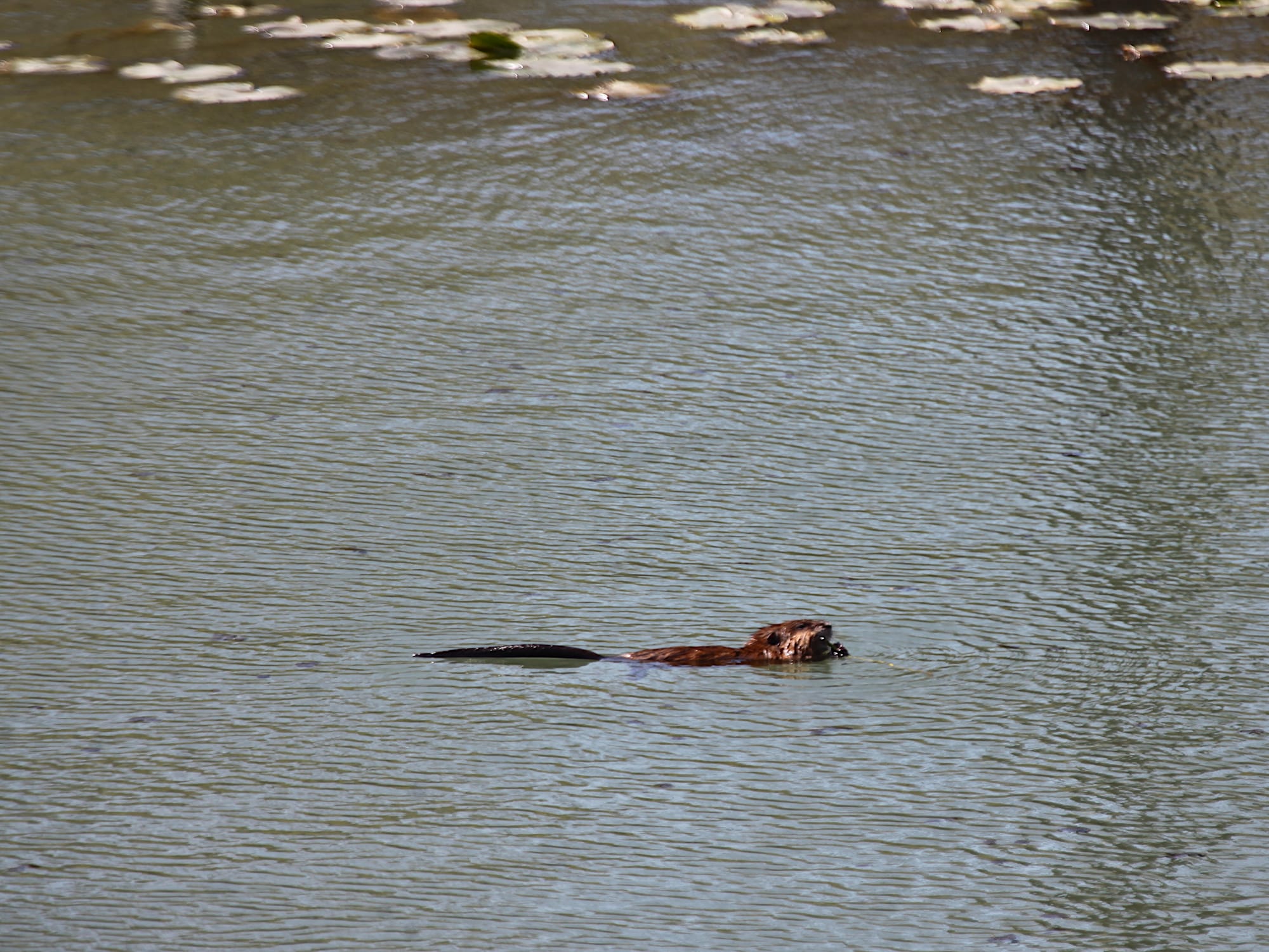 A muskrat floating full-lenght on the water with tail visible, has some vegetation in its front paws eating it.