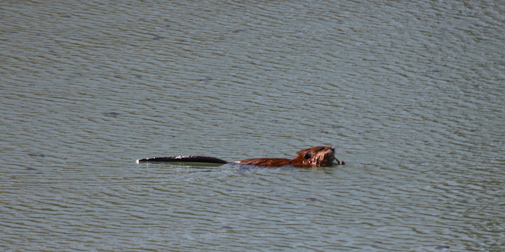A muskrat floating full-lenght on the water with tail visible, has some vegetation in its front paws eating it.