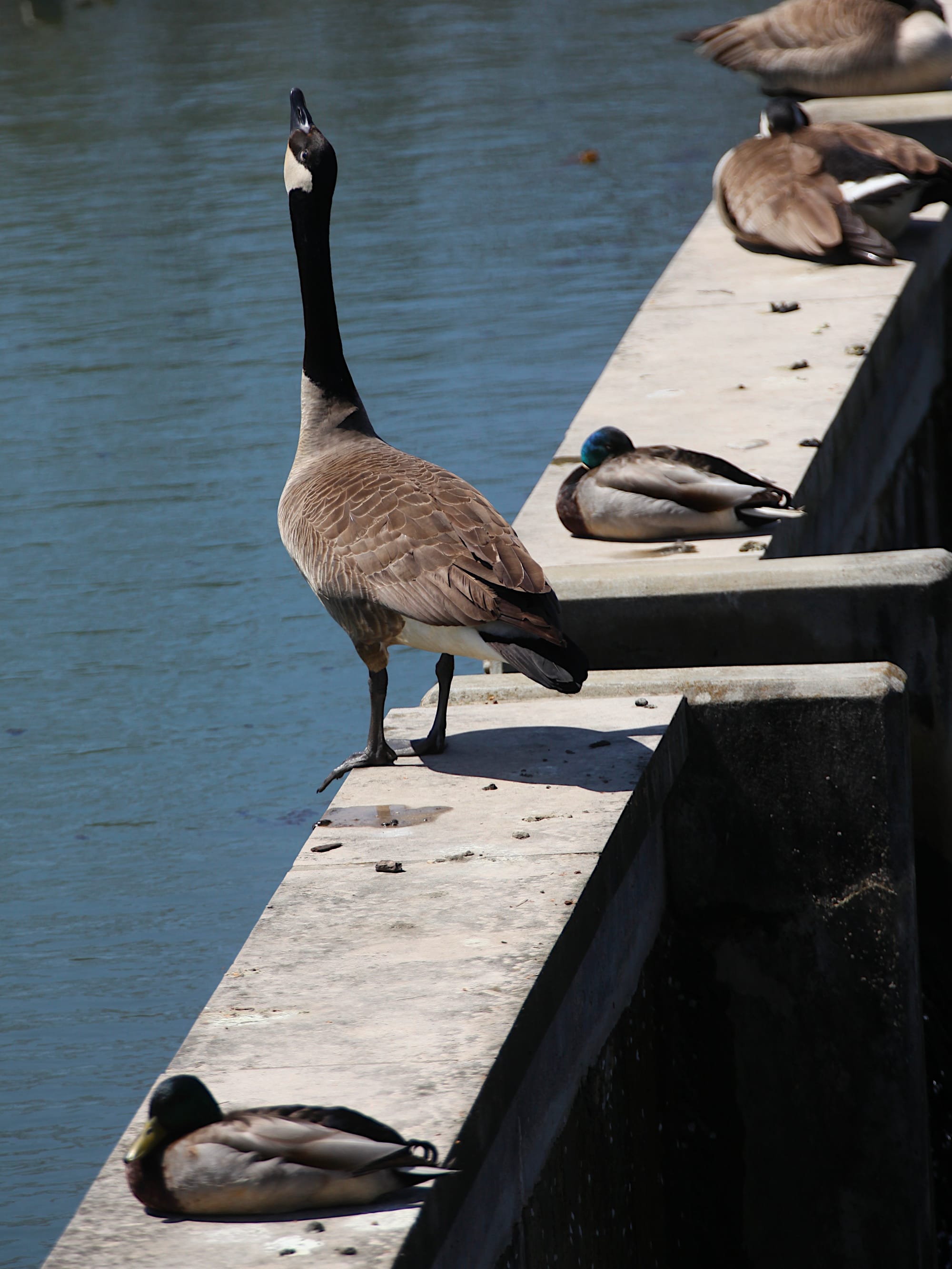 Canada goose looking straight up