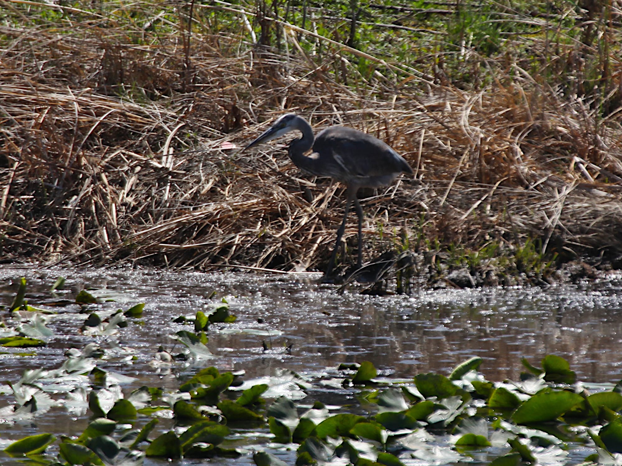 great blue heron