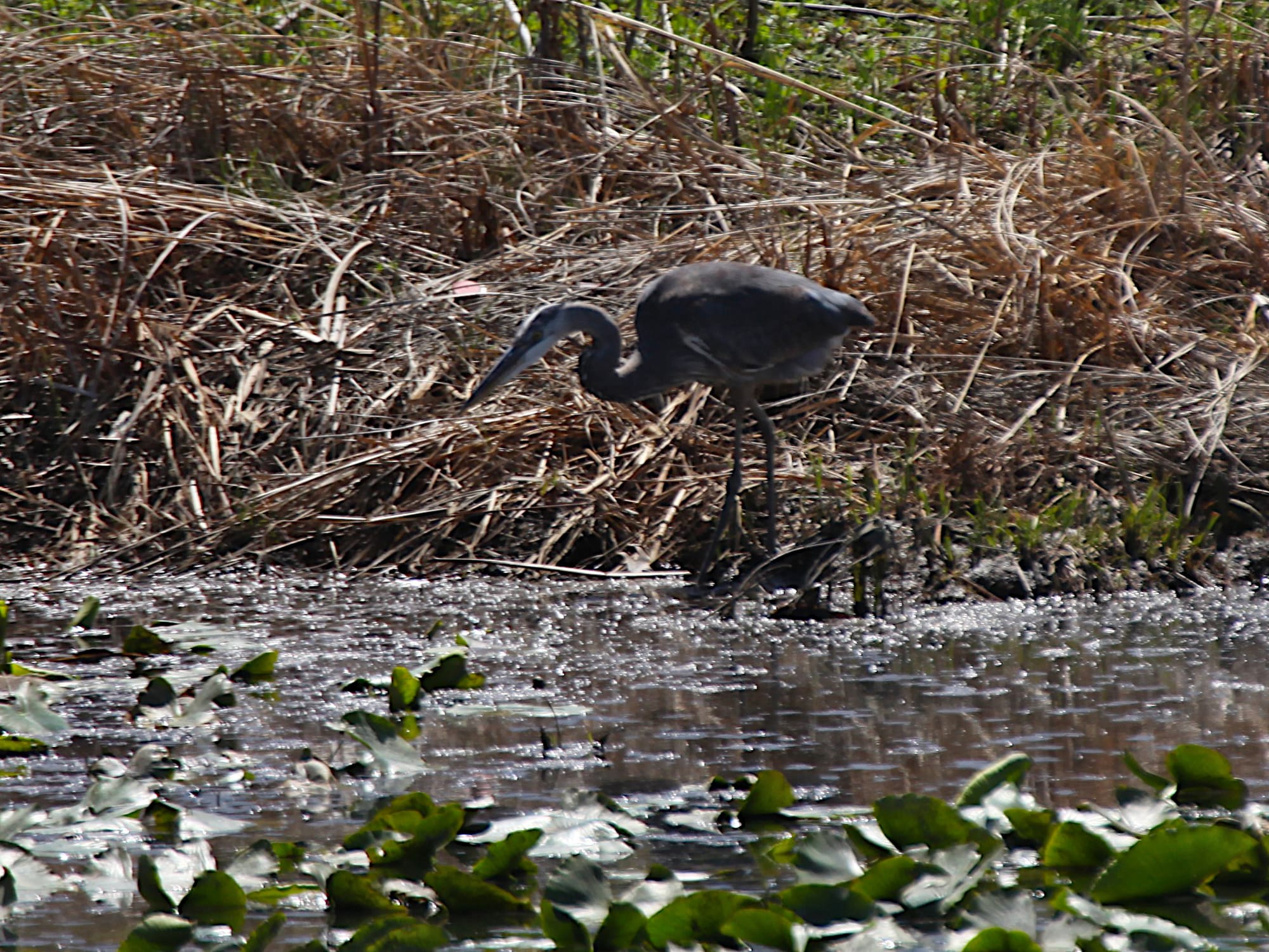 great blue heron