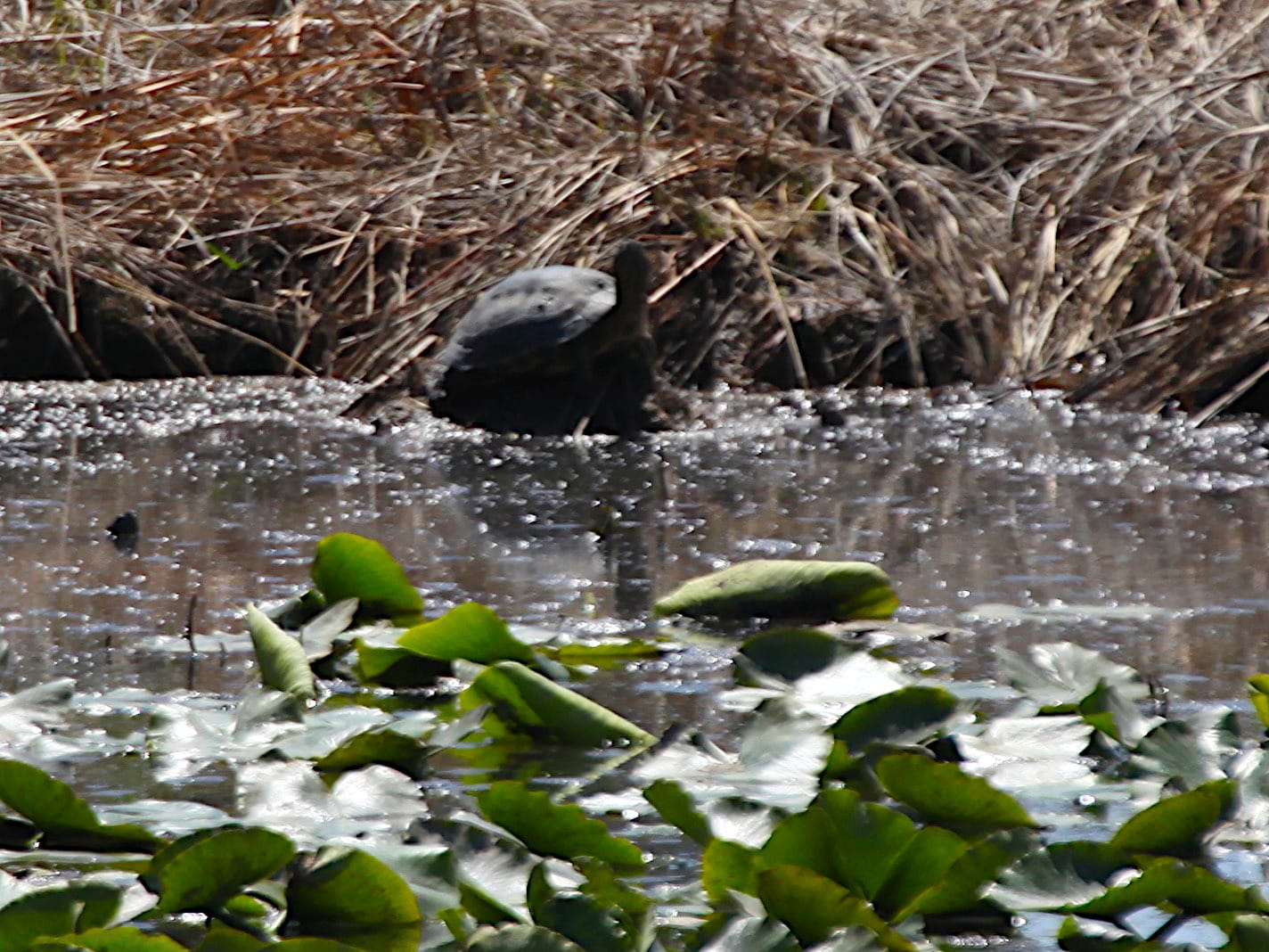 great blue heron