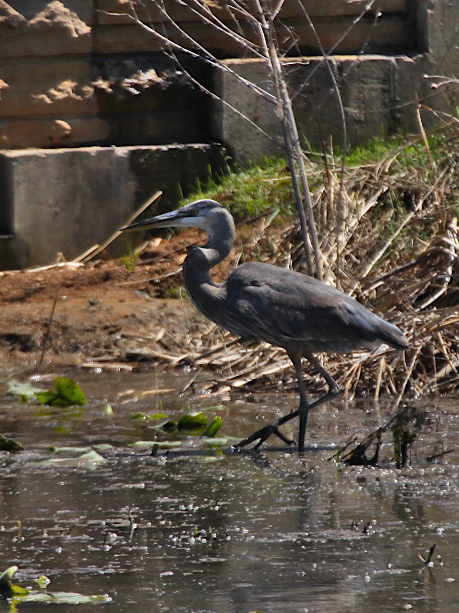 great blue heron