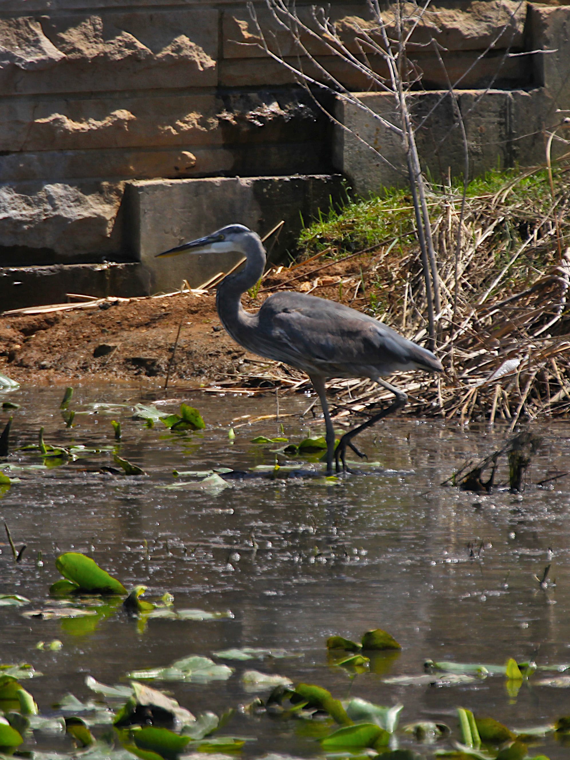 great blue heron