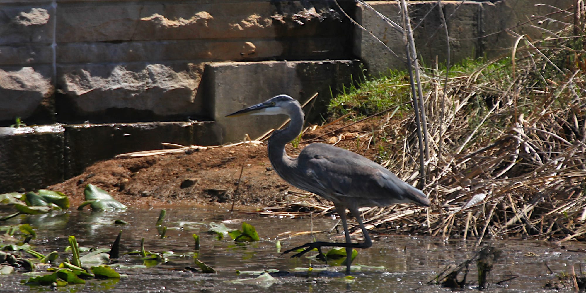great blue heron