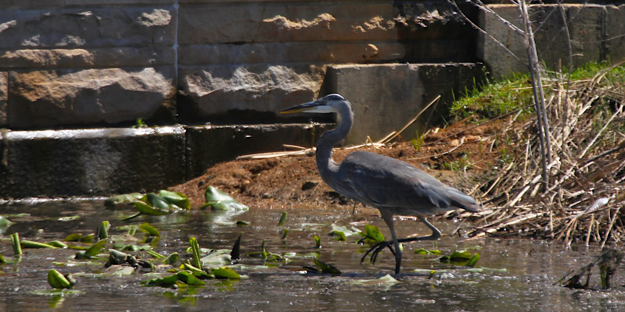 great blue heron