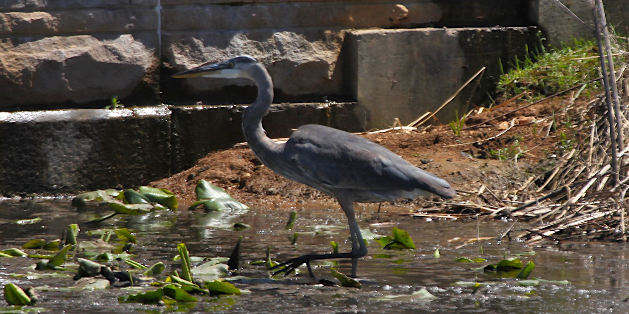 great blue heron