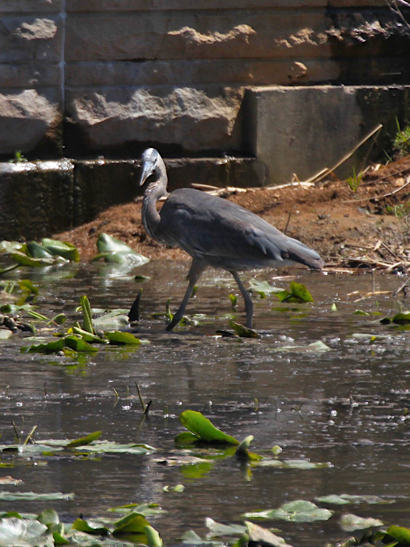 great blue heron