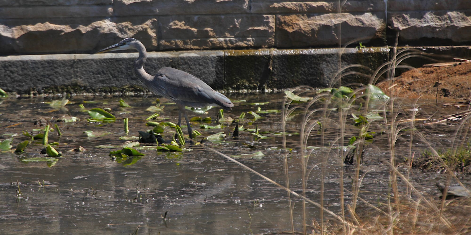 great blue heron