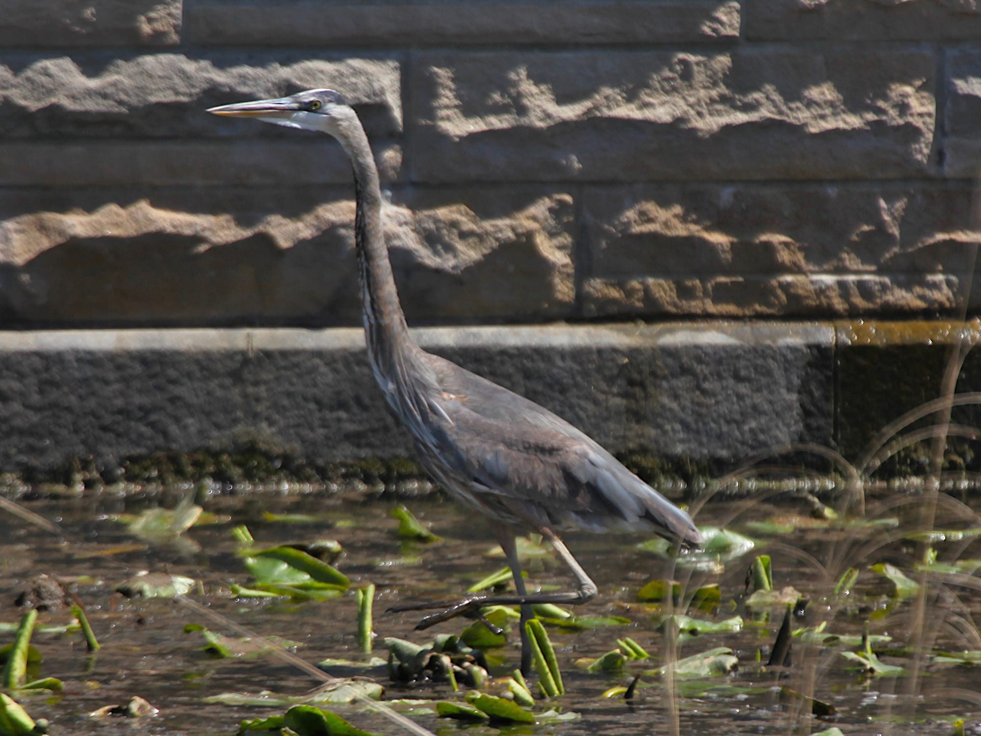 great blue heron