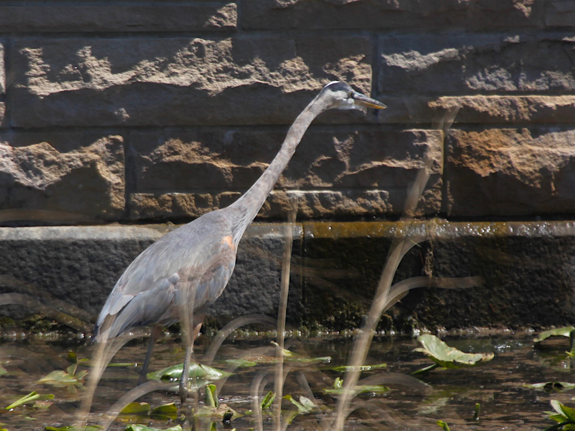 great blue heron