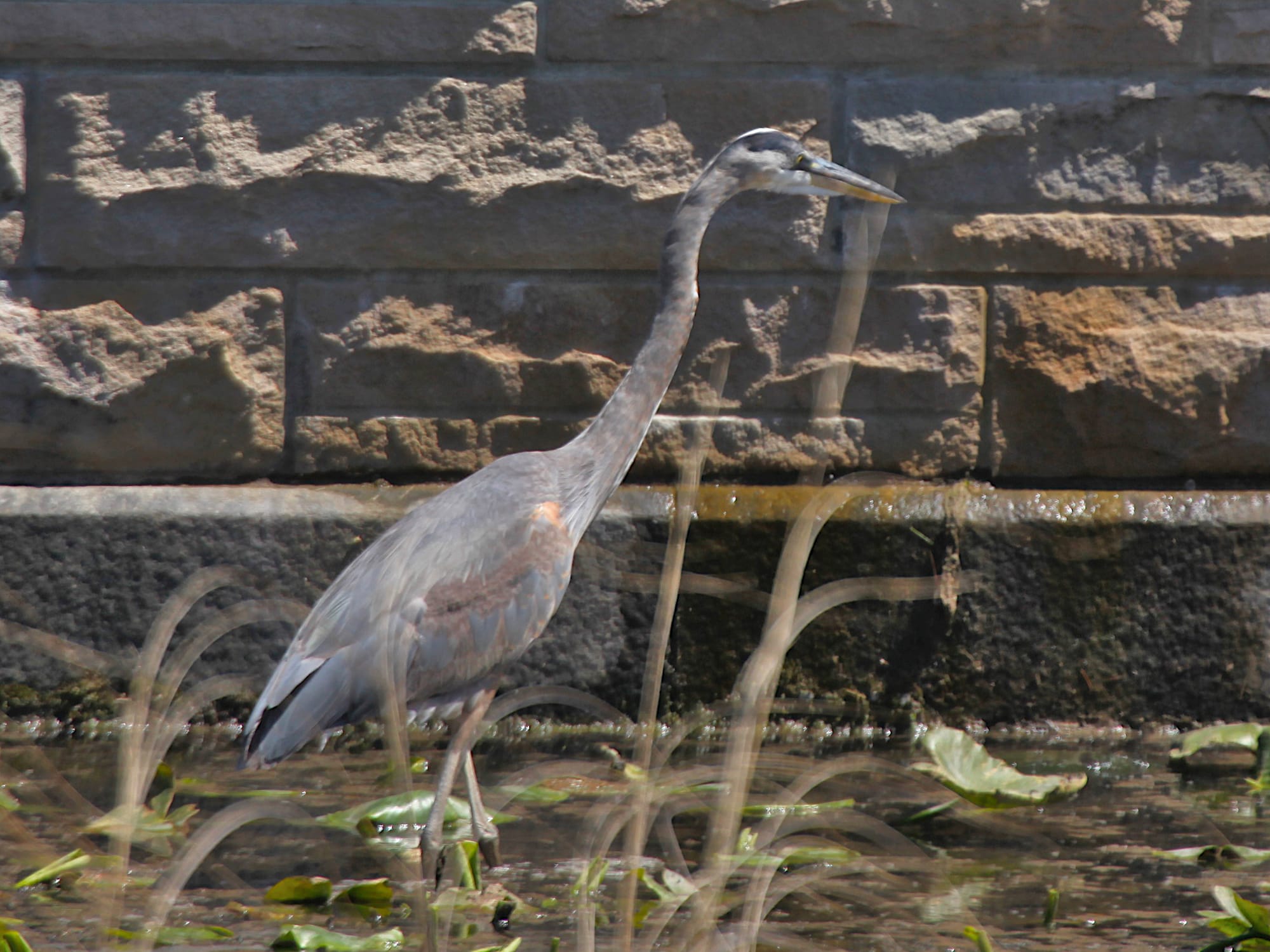 great blue heron walking in water facing left