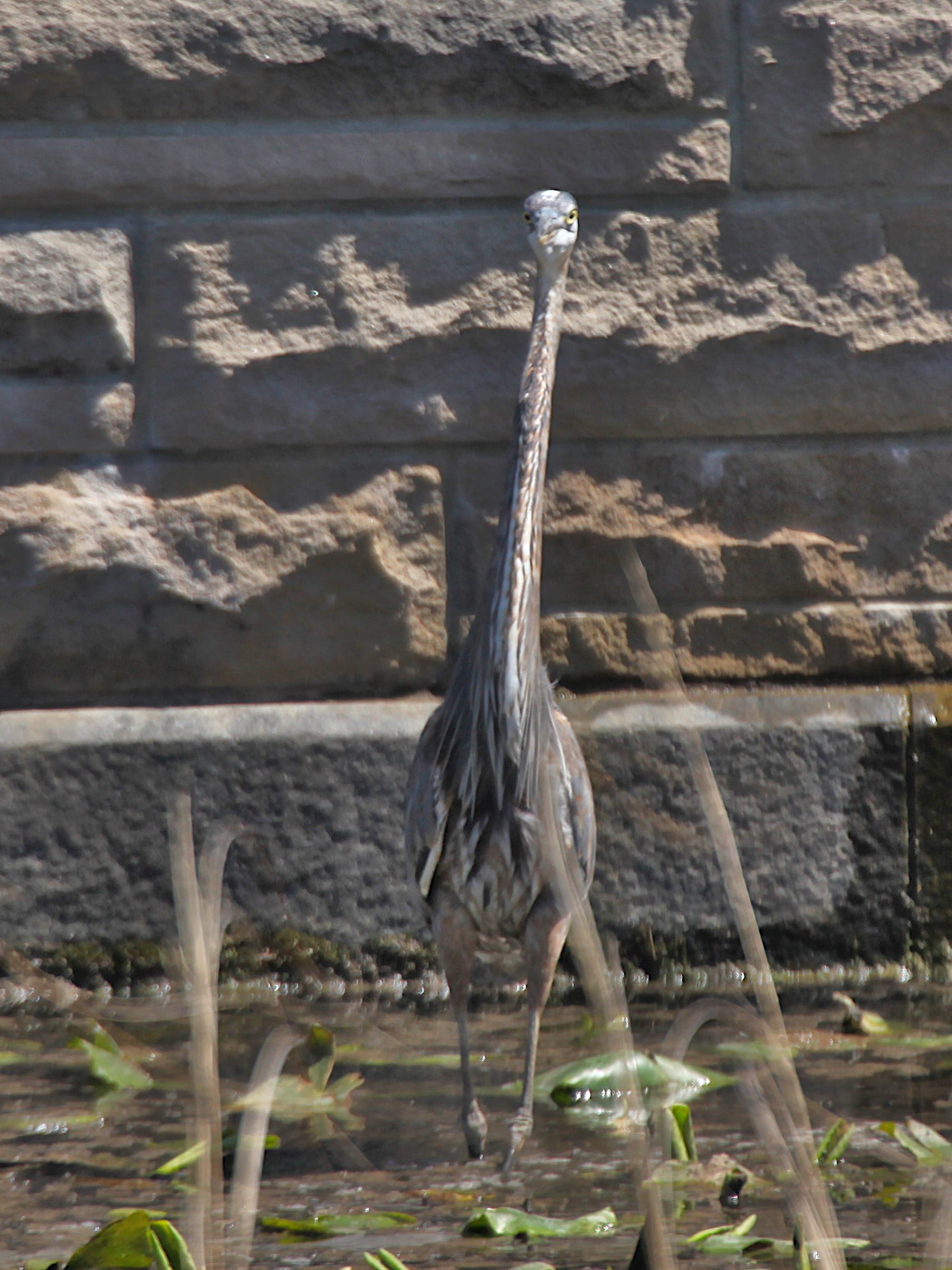 great blue heron