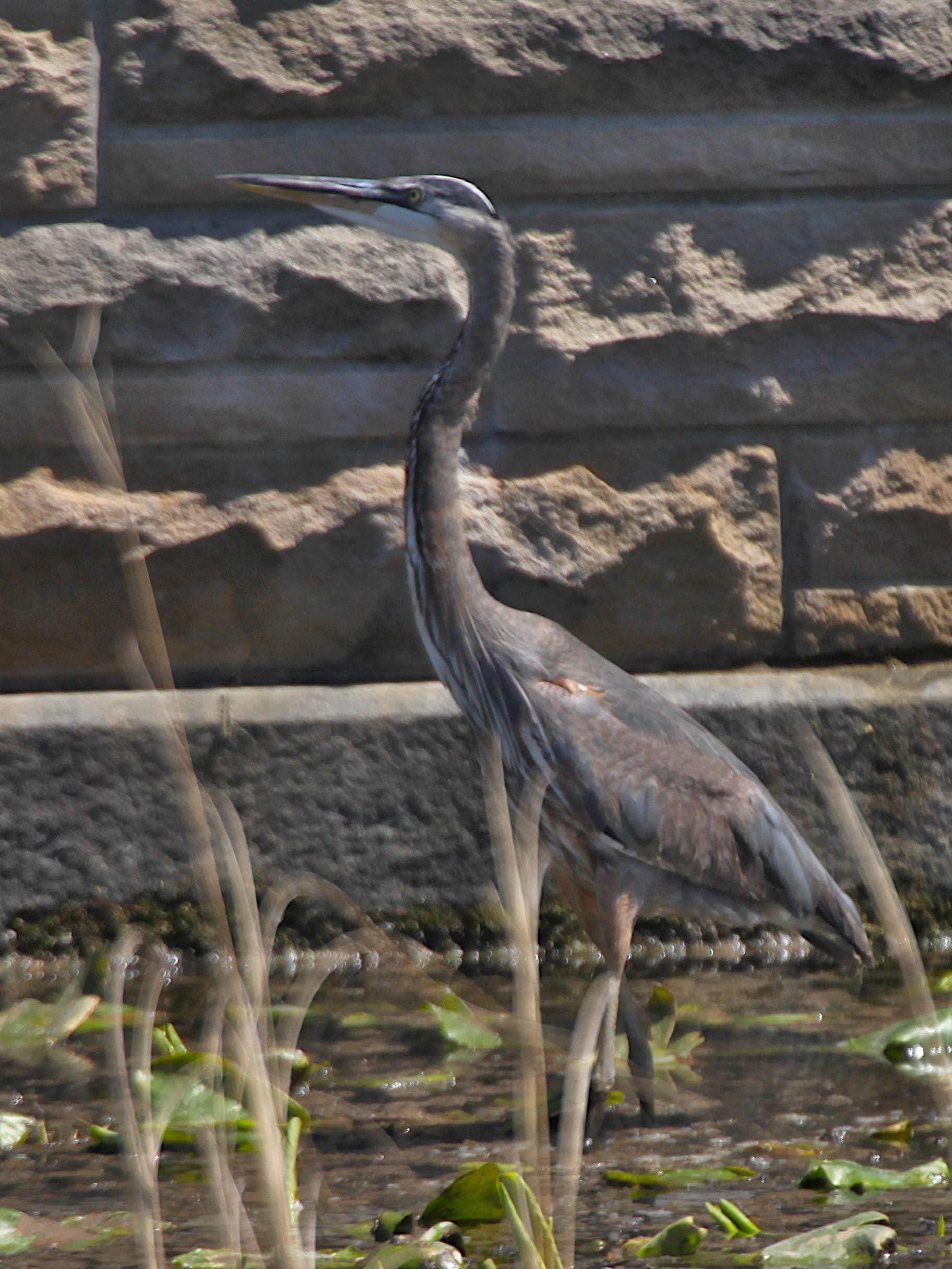 great blue heron