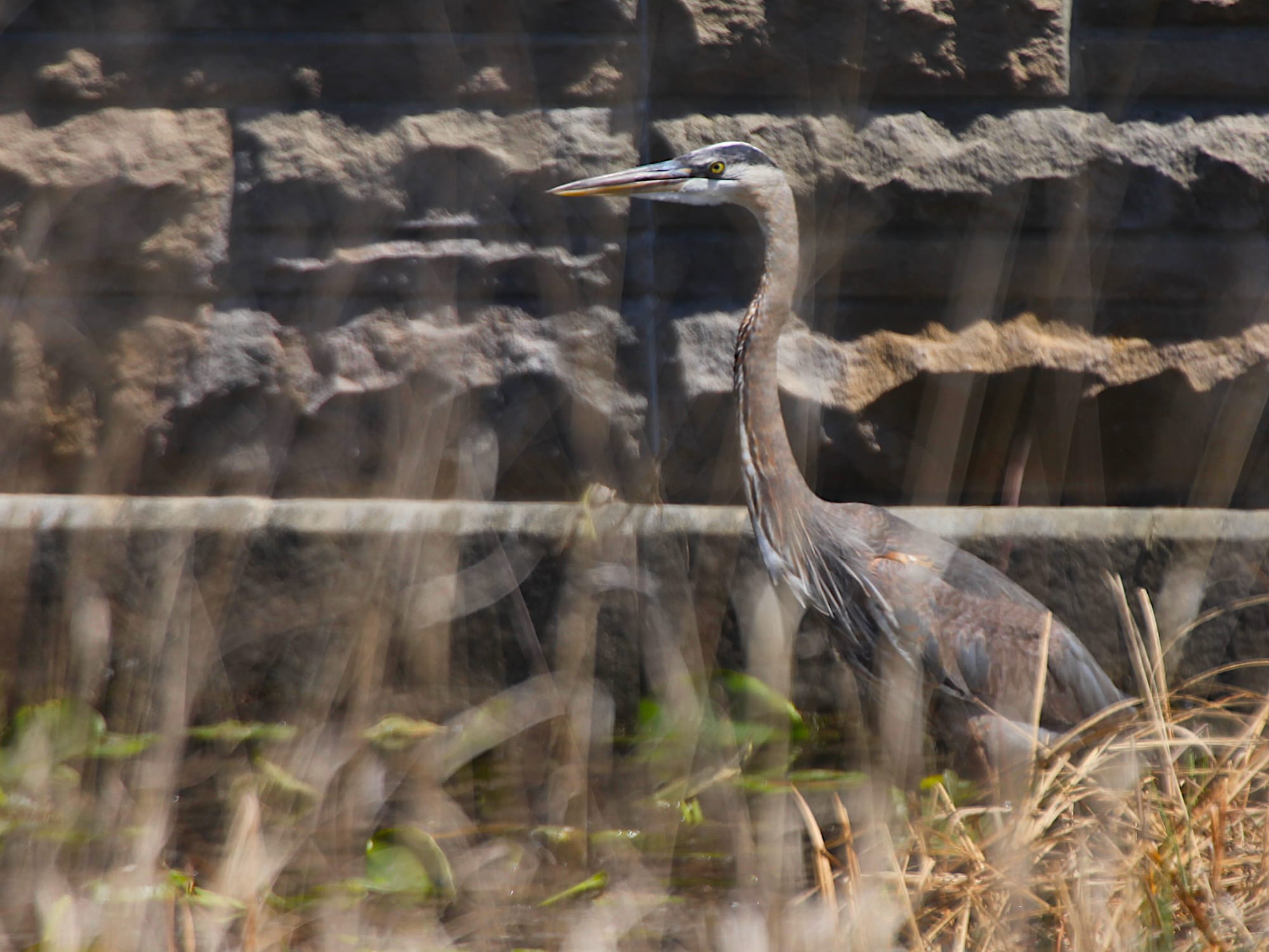 great blue heron
