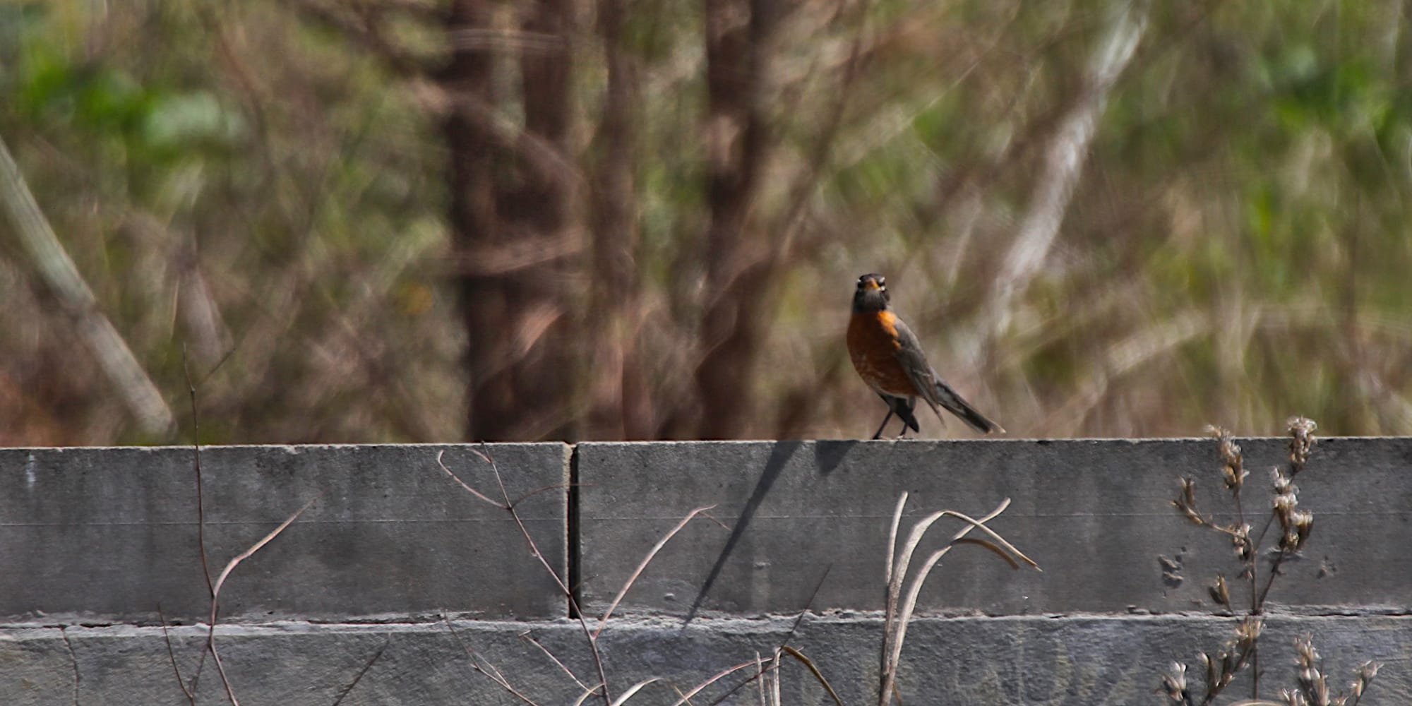 American robin