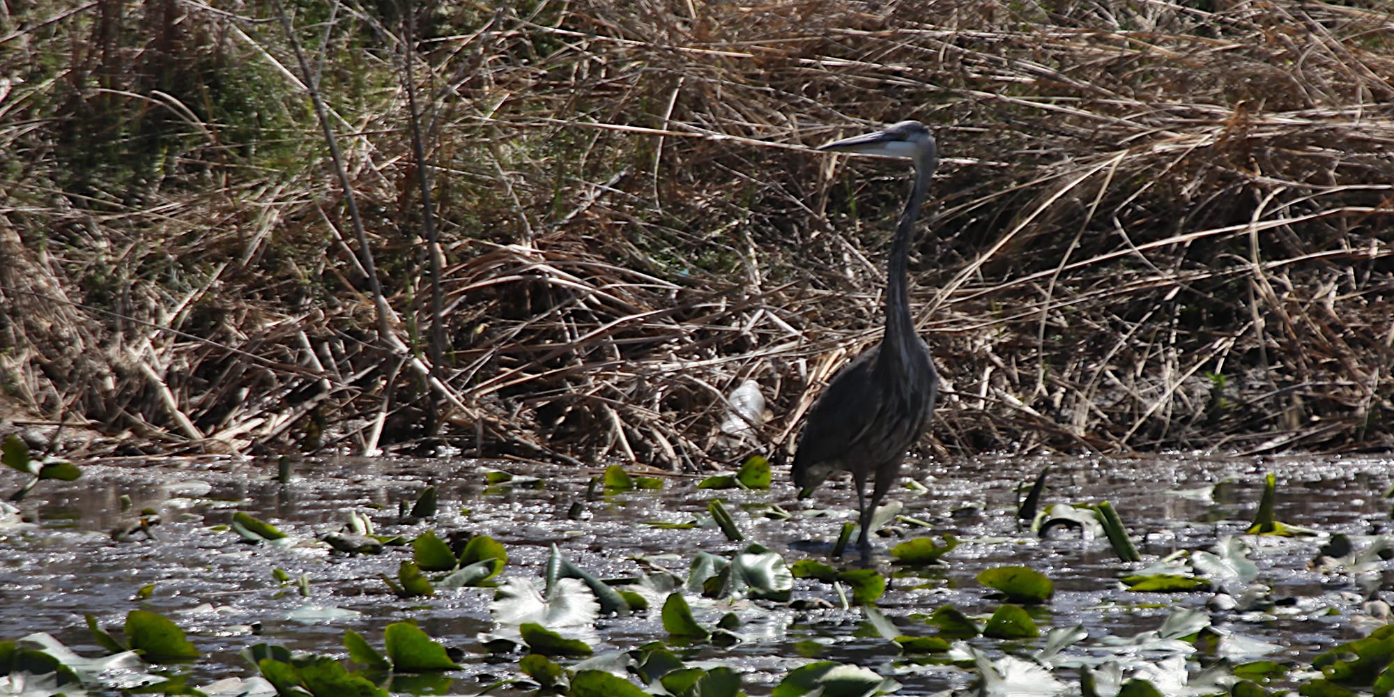 great blue heron