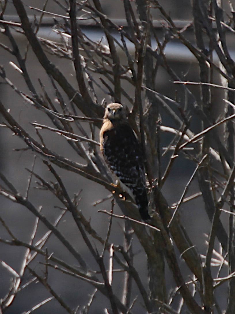 hawk perched in tree
