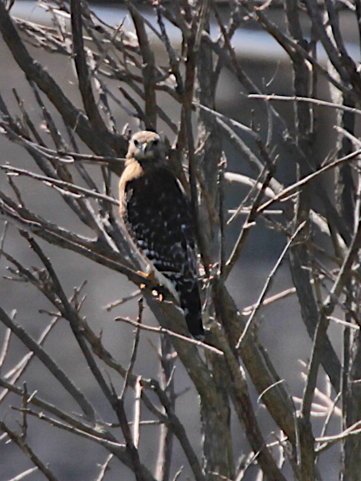hawk perched in tree