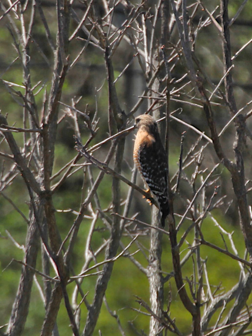 hawk perched in tree