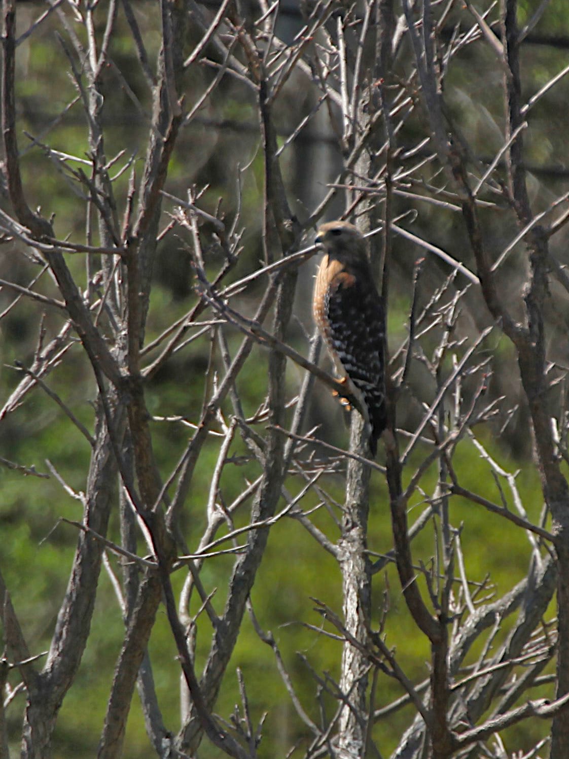 hawk perched in tree