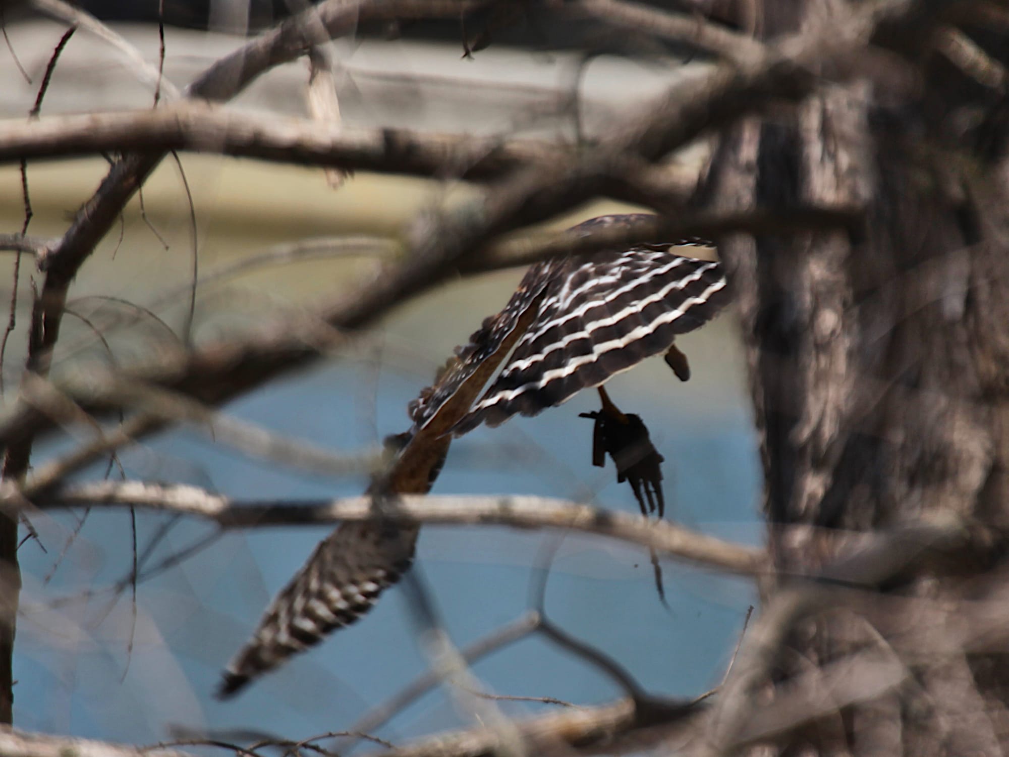 hawk in flight