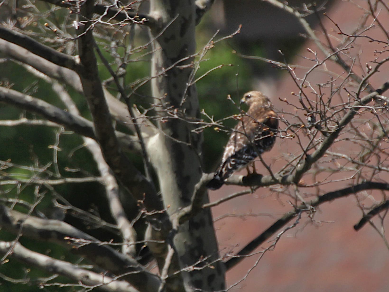 hawk perched in tree