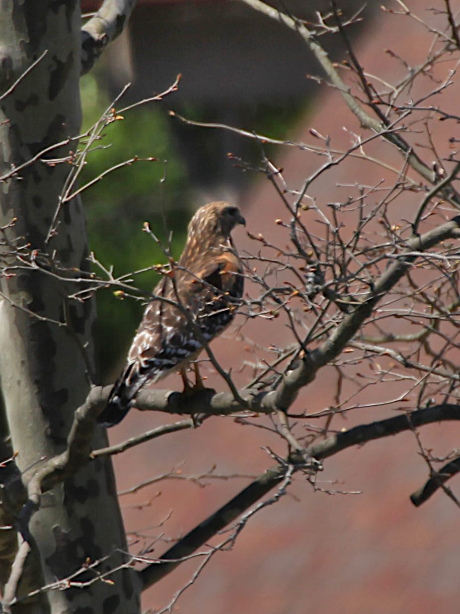 Hawk sitting on a branch.