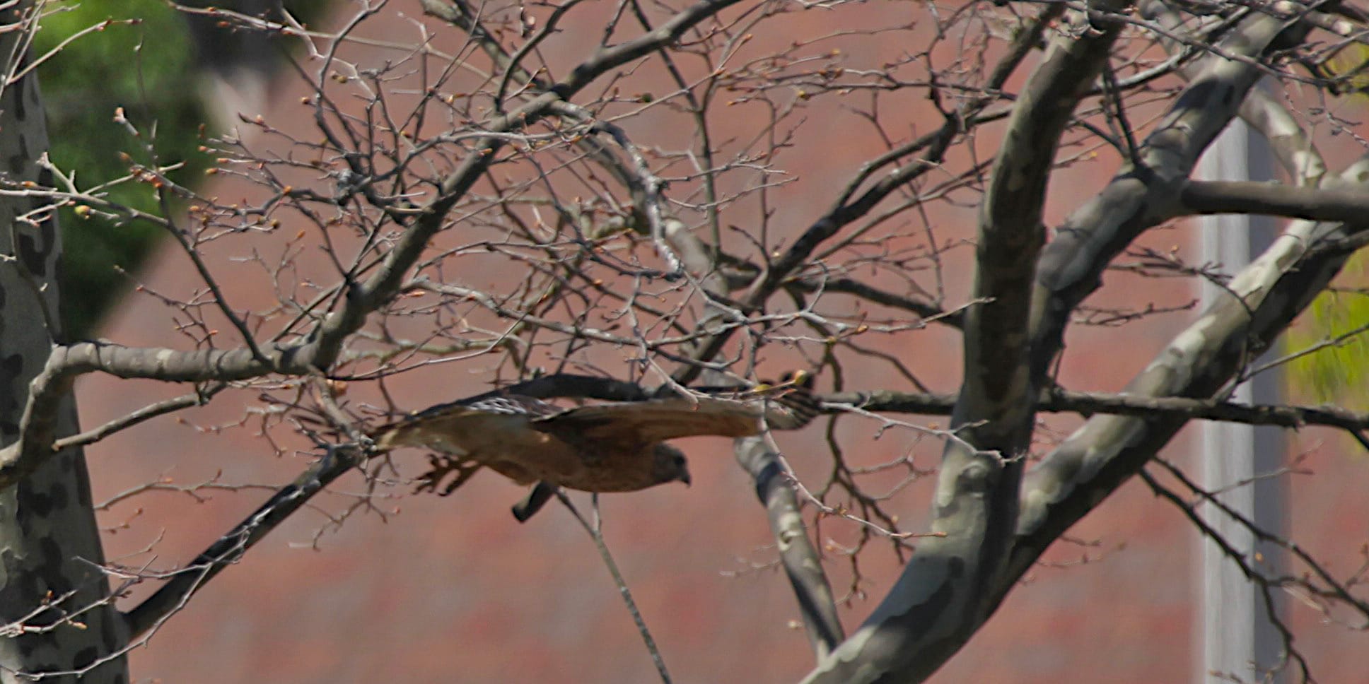 hawk perched in tree