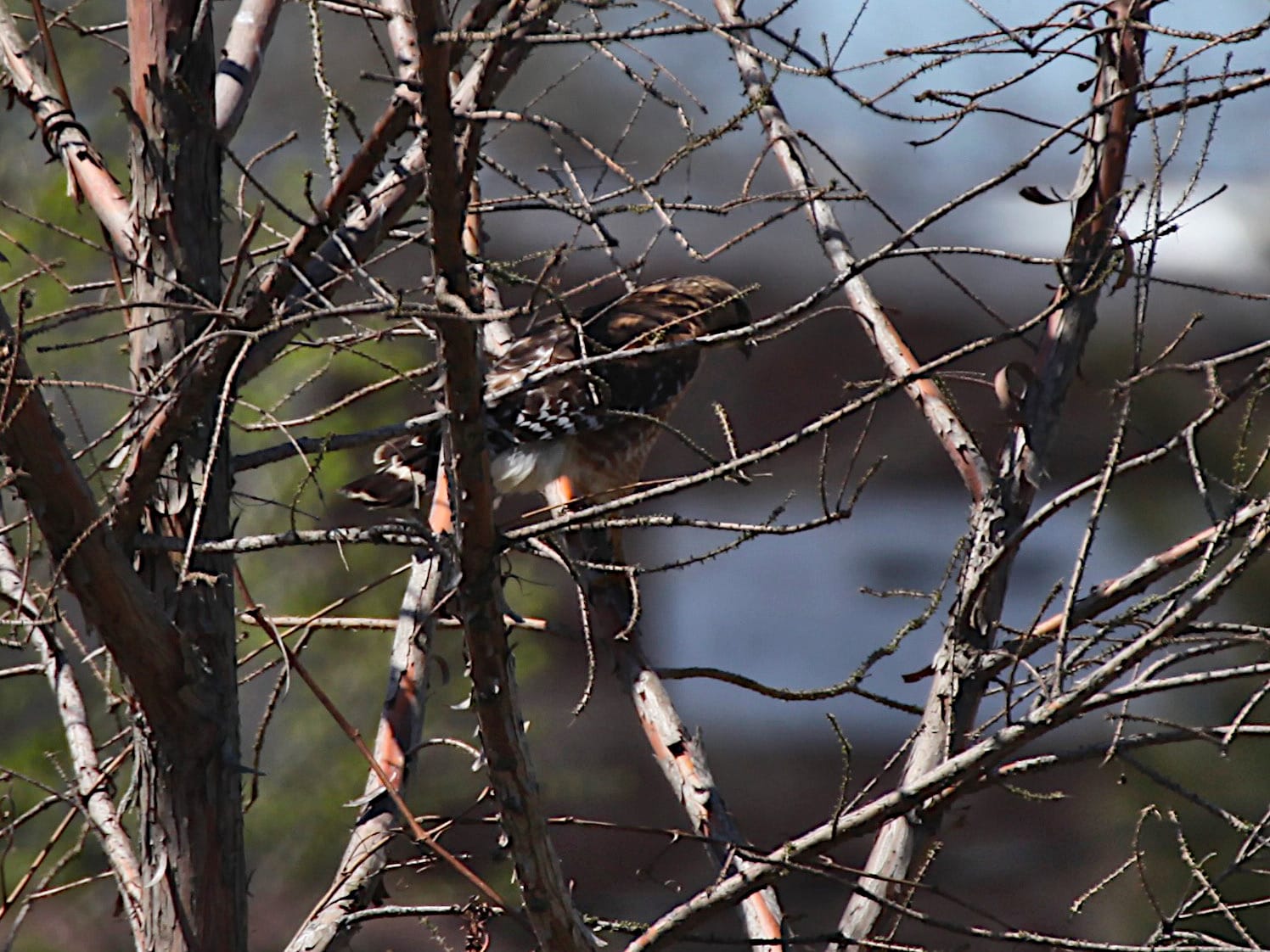 hawk perched in tree