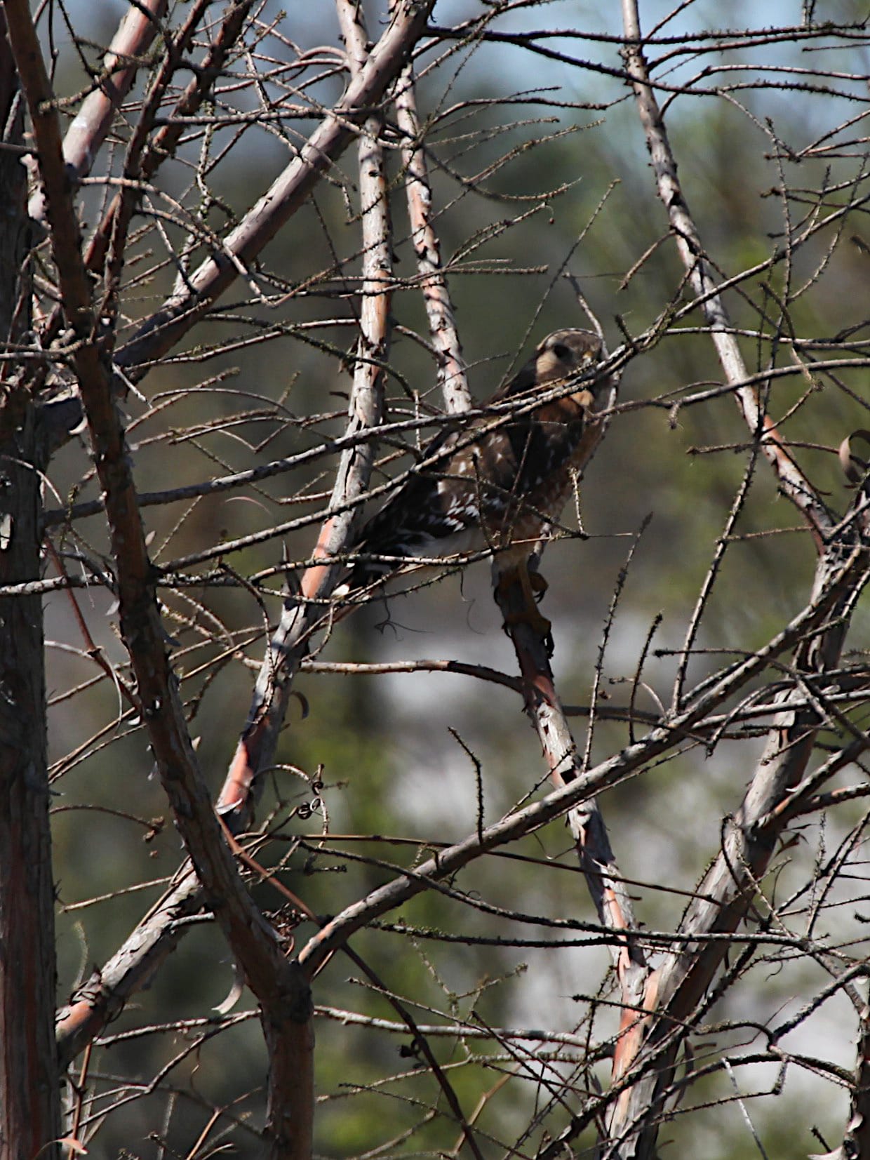 hawk perched in tree