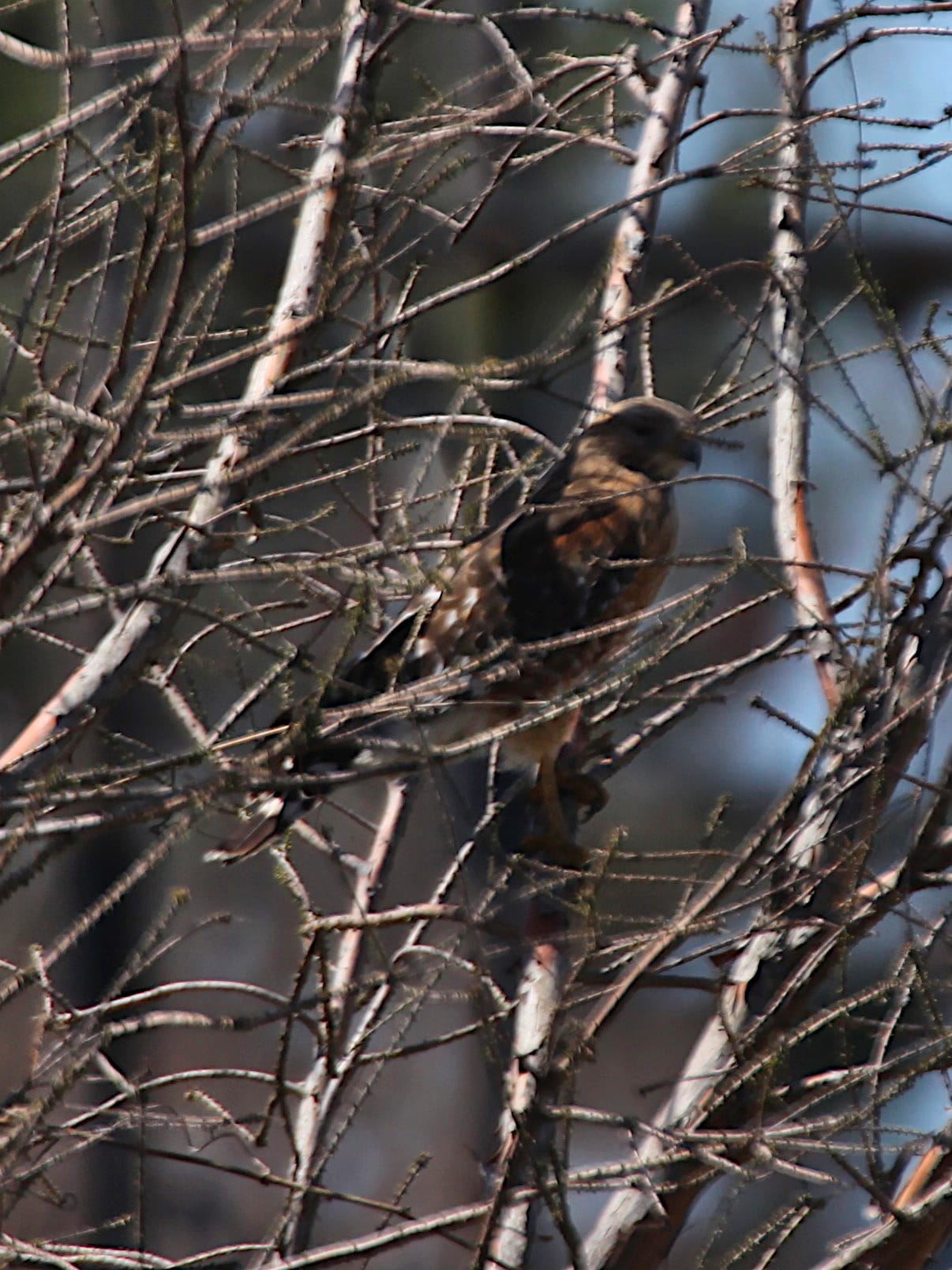 hawk perched in tree