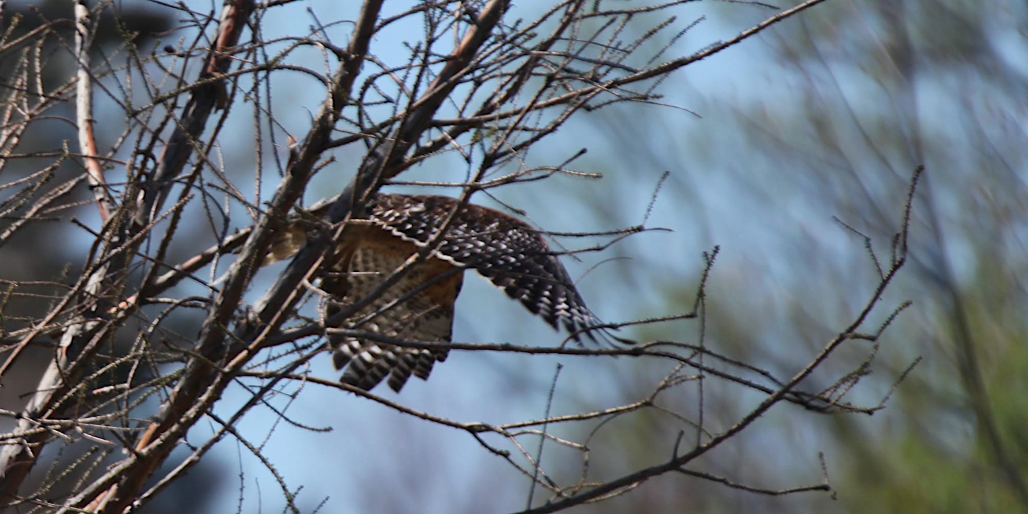 hawk in flight