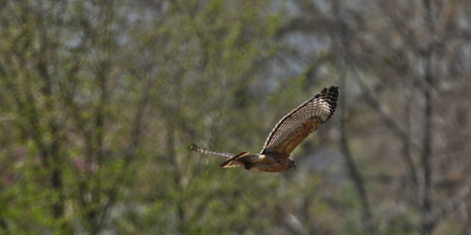 Hawk in flight