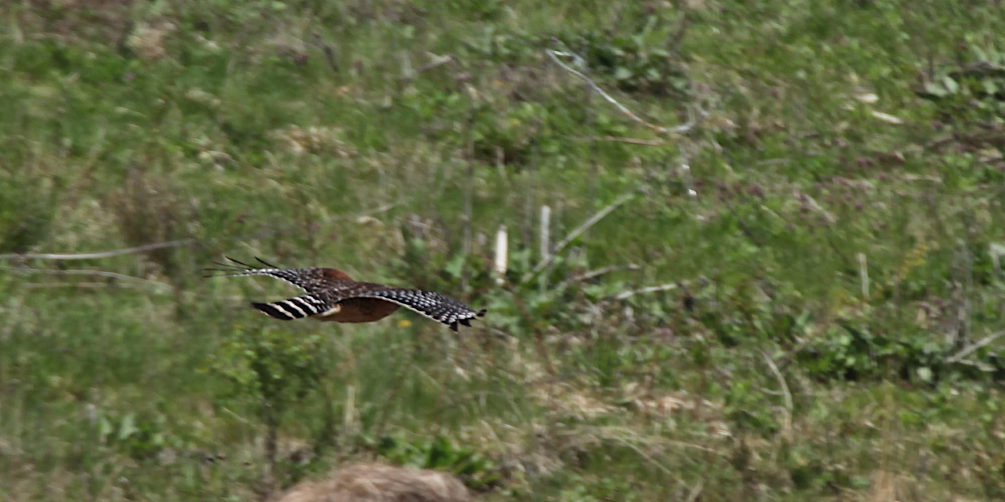 hawk in flight