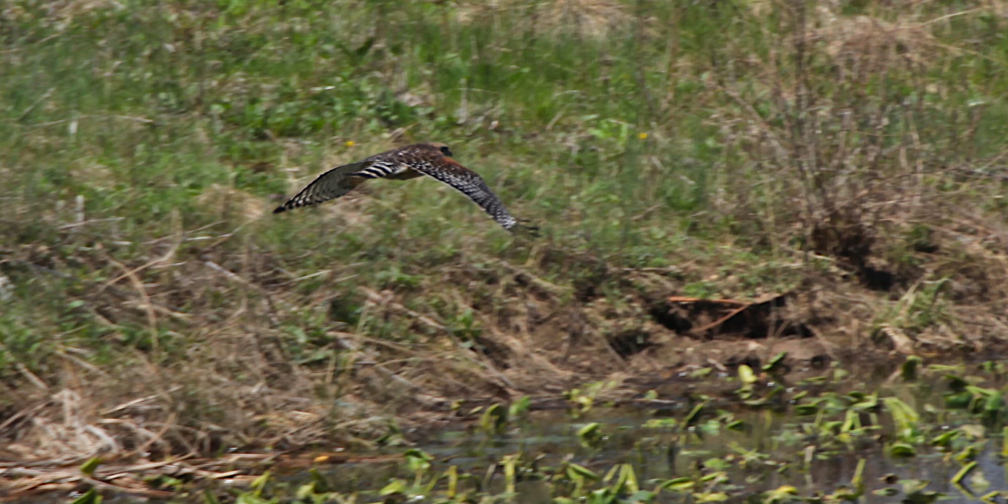 hawk in flight