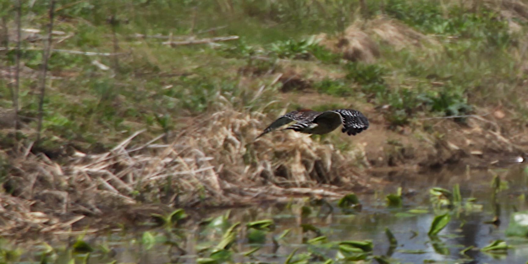 great blue heron