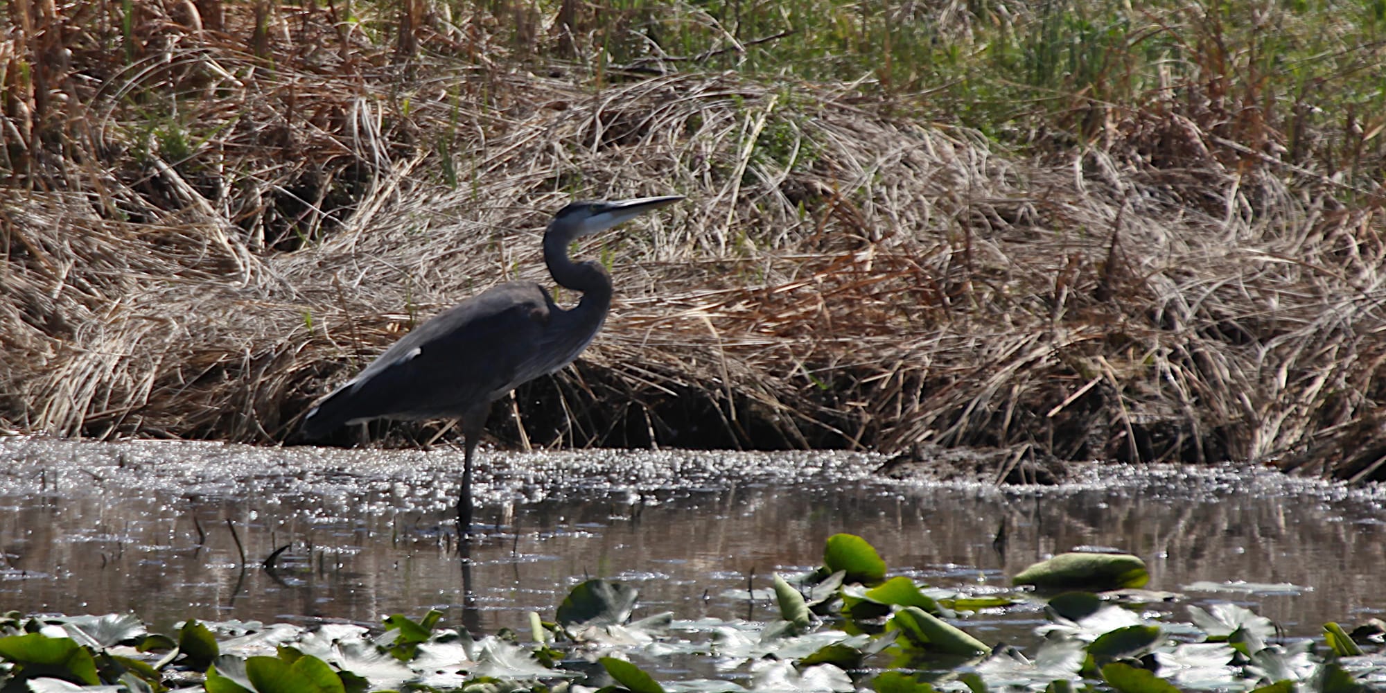 great blue heron