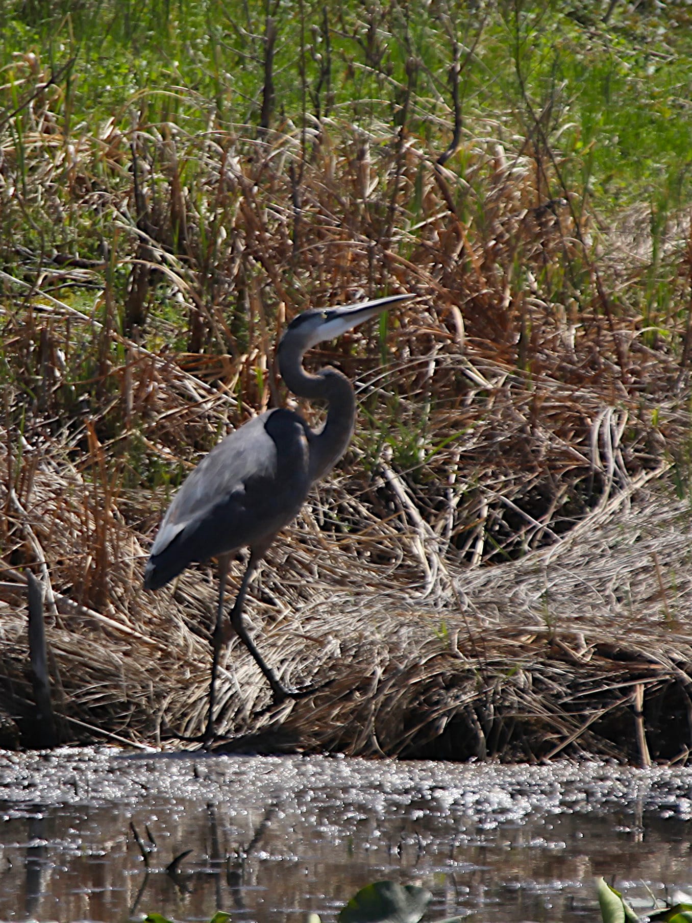 great blue heron