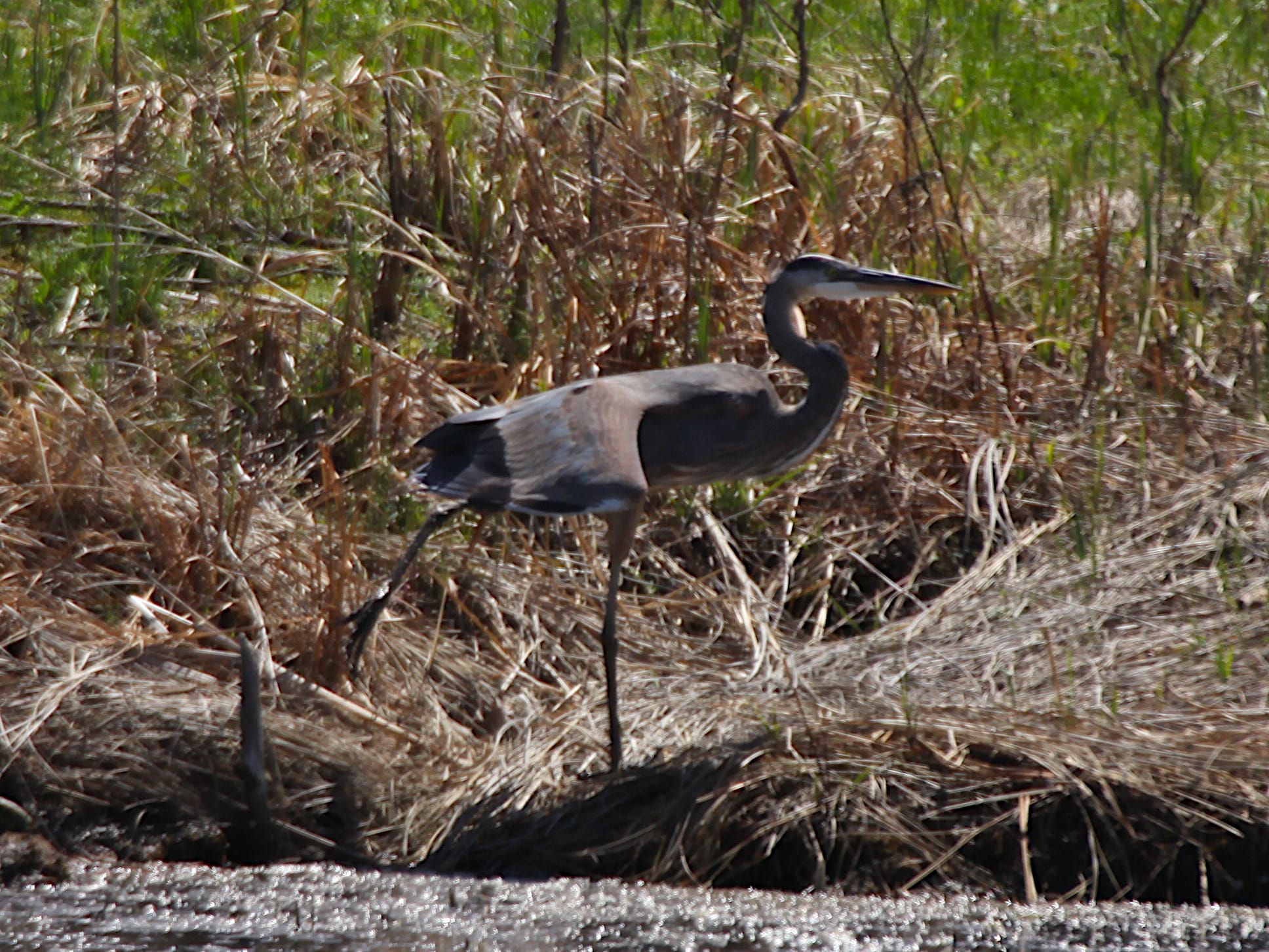 great blue heron