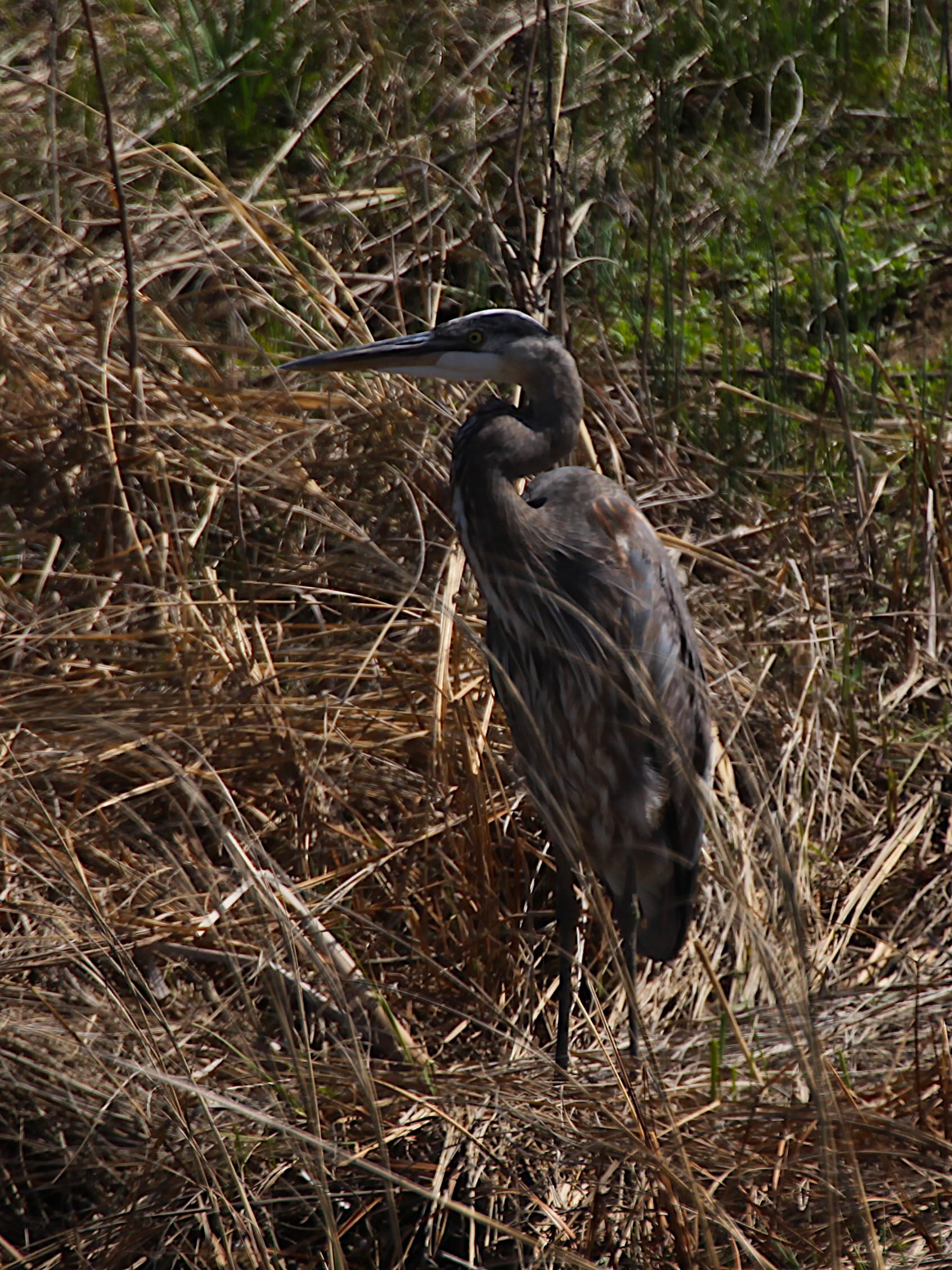 great blue heron