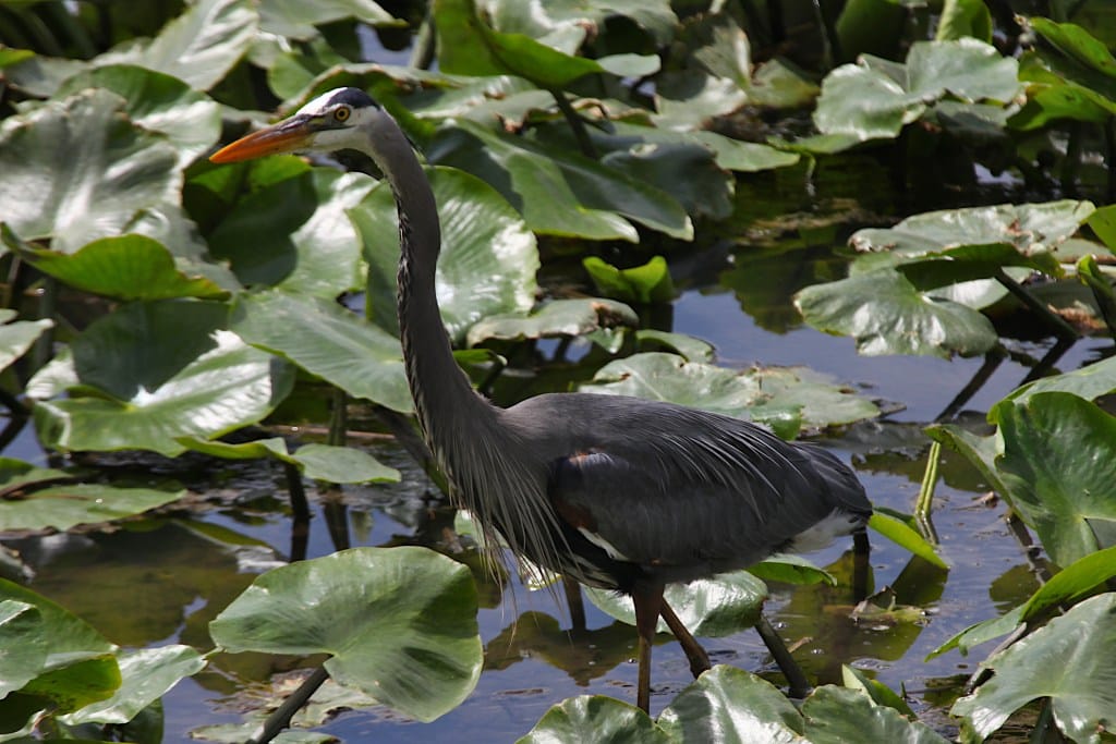 great blue heron wading among green vegetation