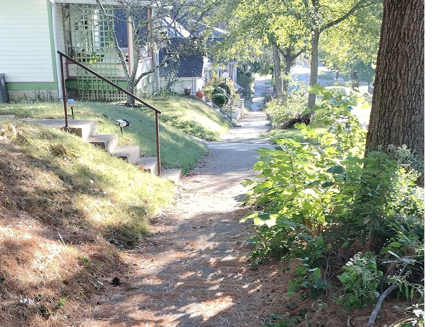 A narrow, cracked concrete sidewalk lined with overgrown vegetation.