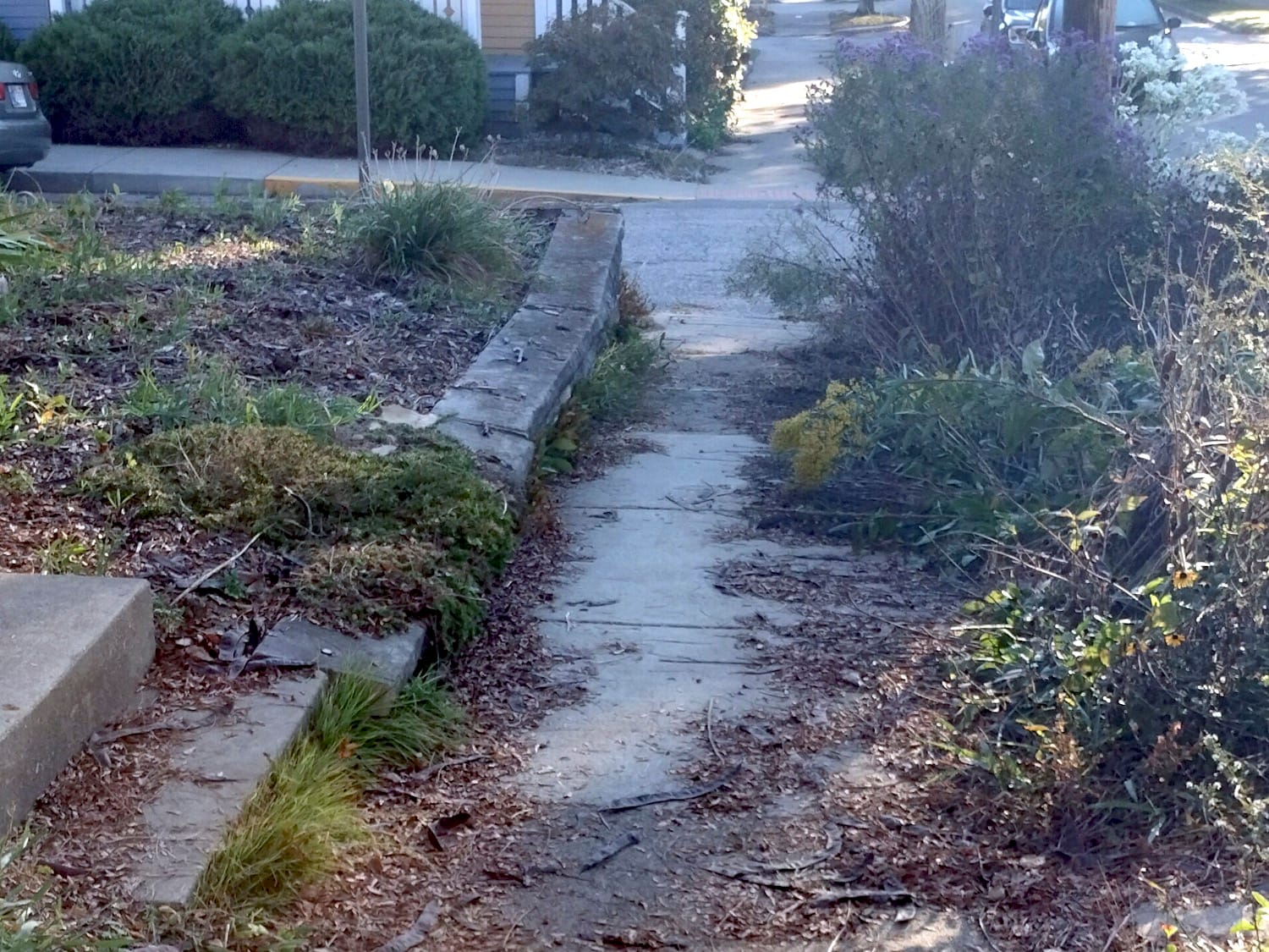 A narrow, cracked concrete sidewalk lined with overgrown vegetation.