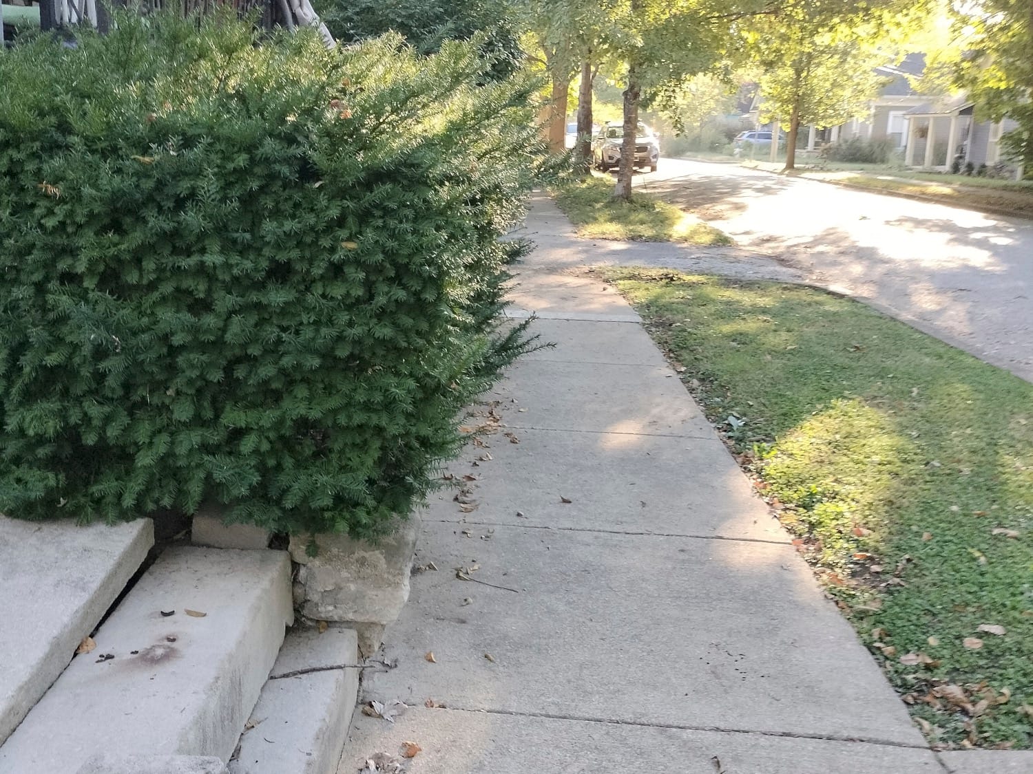 A narrow,  concrete sidewalk with bushes intruding into the walkway.