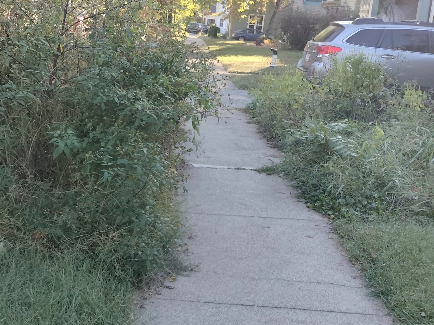 A narrow,  concrete sidewalk with vegetation overgrowing it.