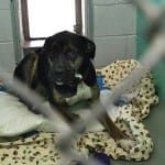 Routine animal shelter agreement: A tasty, rounded treat for Bloomington city council’s first meeting of 2020