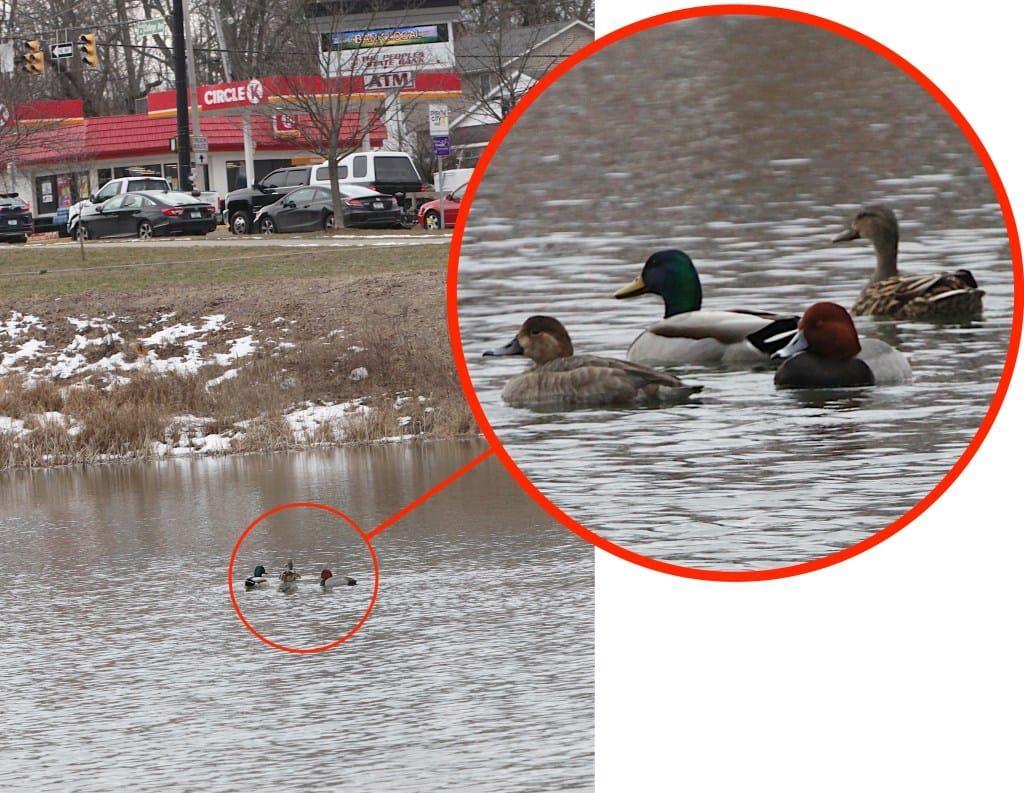 Column: Behold the Redhead ducks at Bloomington’s Miller-Showers Park!