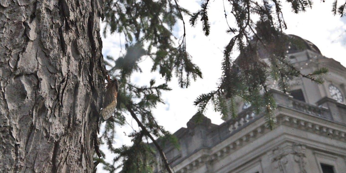 Photos | Cicada-ville: A bad haiku on zoning